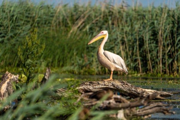 istock Danube Delta Pelican in the reeds 1212764470
