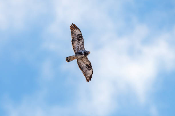 istock Rough-legged buzzard flying at the sky 1212765804