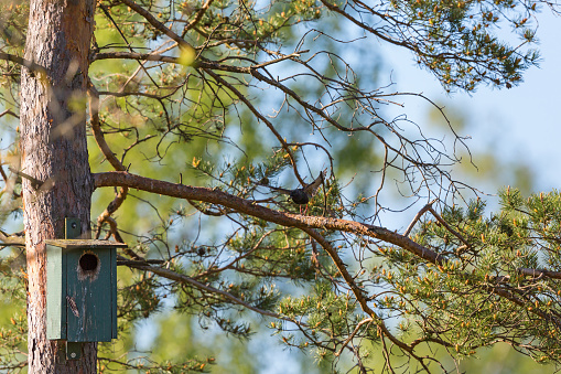Starling flying from a  pine tree with a nesting box