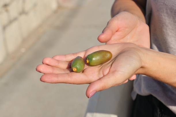 istock Green date palm fruits in hand 1212766207