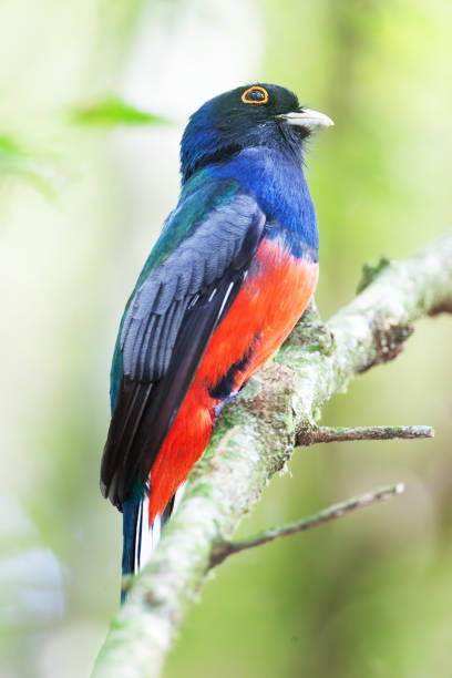 istock Colorful Southern Surucua 1212766688
