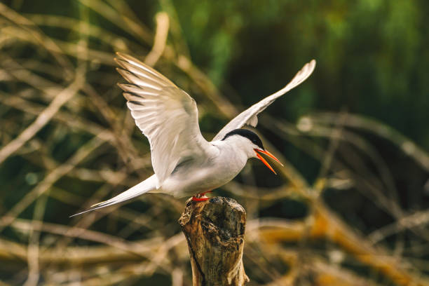 istock Arctic Tern - Sterna Paradisaea as seen in the Danube Delta, Romania Europe 1212766908