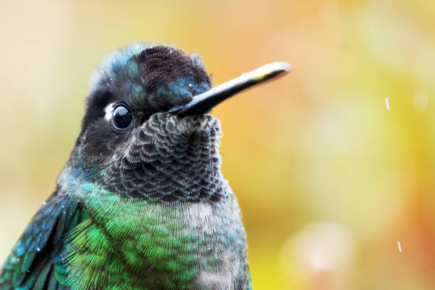 Magnificent hummingbird , Eugenes fulgens in Quetzal Lodge, Costa rica
