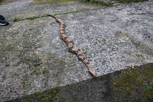 non-venomous snake boa found in Brazil