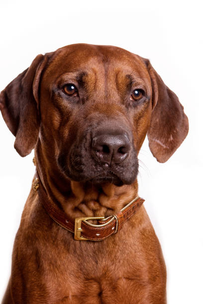 istock Ridgeback dog portrait isolated on white 1212767665