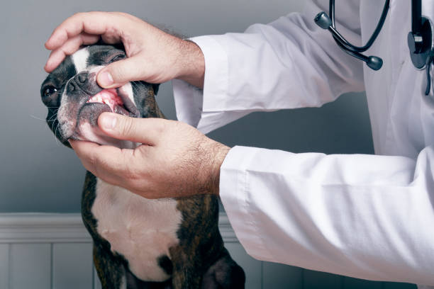 istock Veterinary doctor examing teeth of dog boston terrier 1212767794