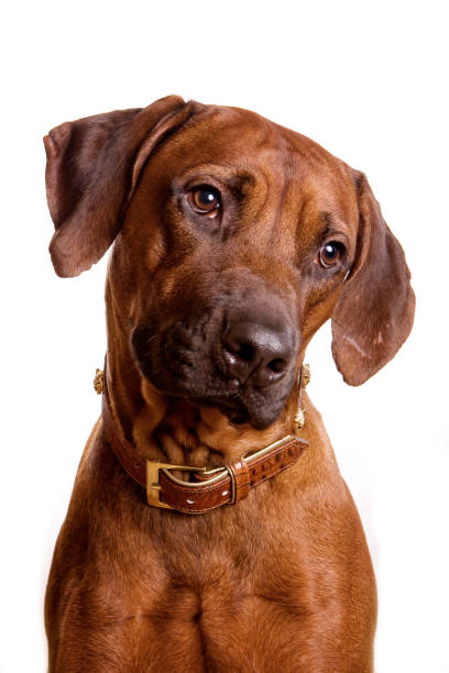 istock Ridgeback dog portrait isolated on white 1212767827