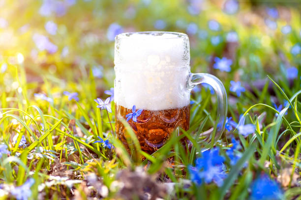 Beer and blue flower spring, snowdrops Scilla Beer and blue flower spring, snowdrops Scilla Squill. Nature background snowdrops in woodland stock pictures, royalty-free photos & images
