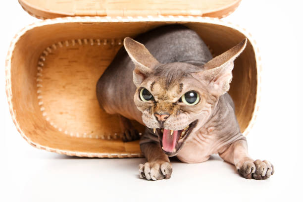 Portrait of a sizzling sphinx cat Portrait of a sizzling sphinx cat hissing photos stock pictures, royalty-free photos & images