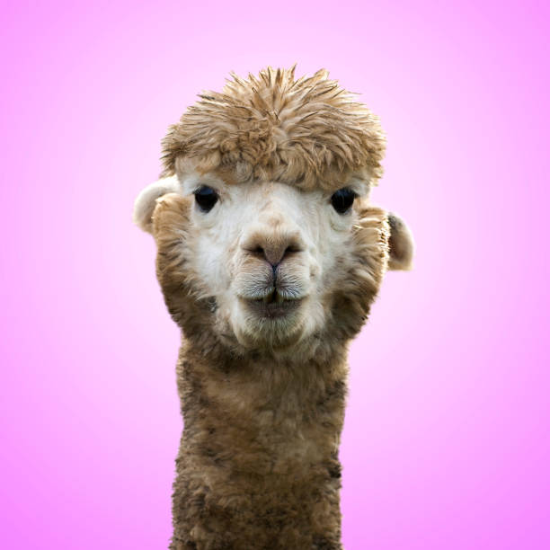 istock Funny alpaca llama on pink background 1212768800