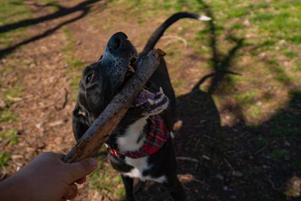 istock Mixed breed dog chewing on wooden stick 1212769660