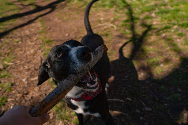 istock Mixed breed dog chewing on wooden stick 1212769664