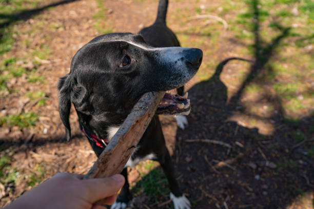 istock Mixed breed dog chewing on wooden stick 1212769699
