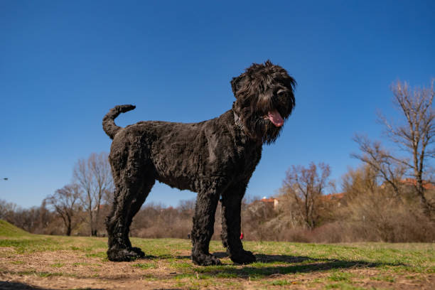 istock Dog breed Russian Black Terrier 1212769722