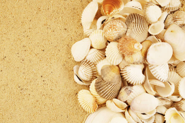 istock Seashells on sand background with room for text 1212769805