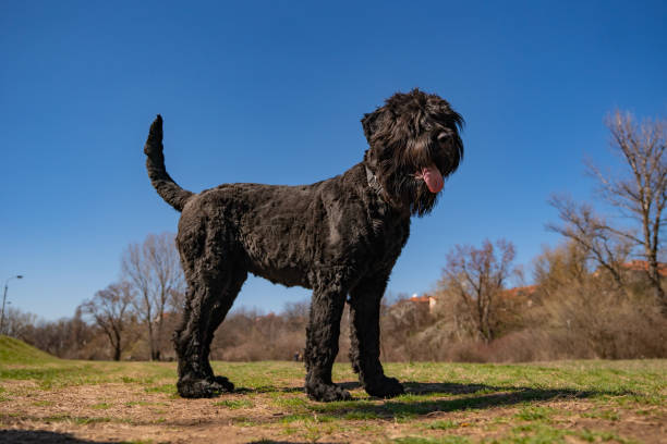 istock Dog breed Russian Black Terrier 1212769832