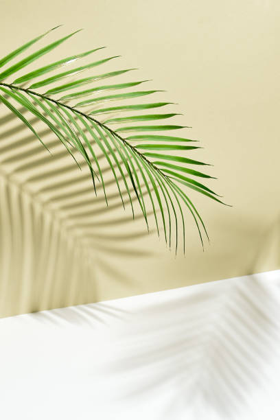 istock Abstract background of shadows palm leafs on yellow wall 1212770248