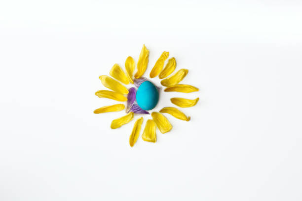 istock Blue easter egg surrounded with yellow flower petals, shape of a sun isolated on white background, easter or spring concept 1212770354