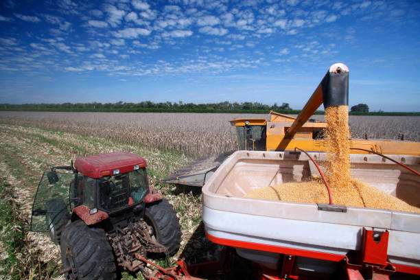 istock Corn harvest on countryside of Brazil 1212771210