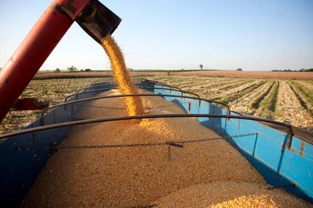 istock Corn harvest on countryside of Brazil 1212771218