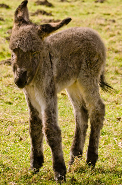 istock A cute and flurry littel donkey foal in the meadow in springtime 1212771354