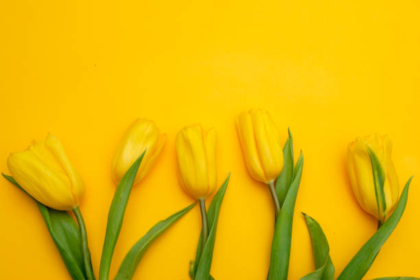 istock Yellow tulips flowers on a yellow background. Waiting for spring. Happy Easter card. Flat lay, top view. Copy space for text 1212772070