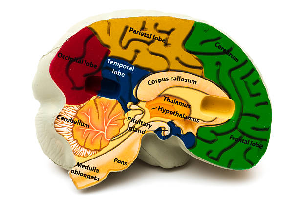モデルの脳 - medulla oblongata ストックフォトと画像