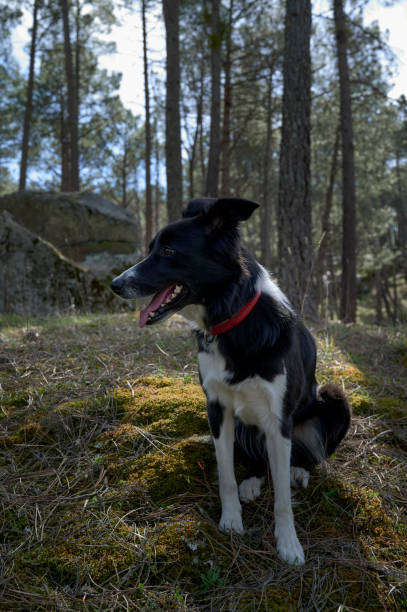 istock Border Collie lying down in the field 1212772150