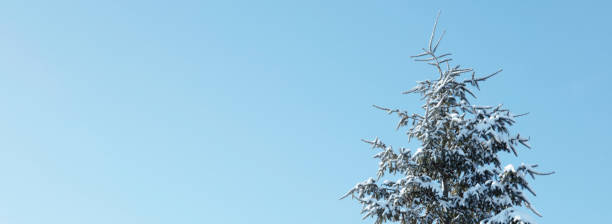 A big fir tree covered in snow on a blue sky background. Space for copy.