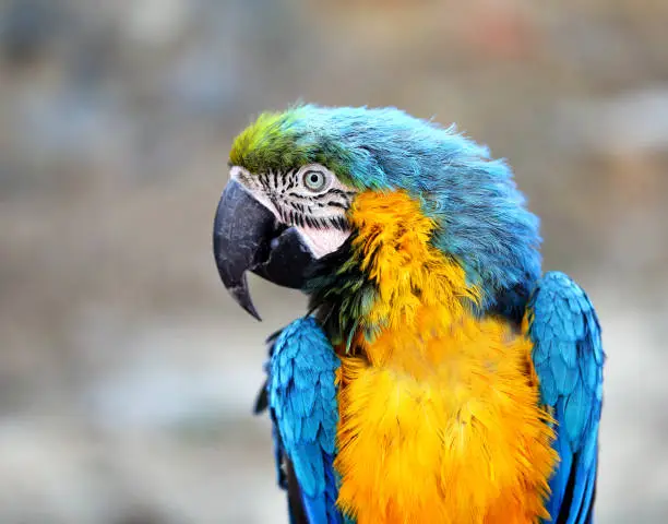 Photo of a blue macaw in the Park