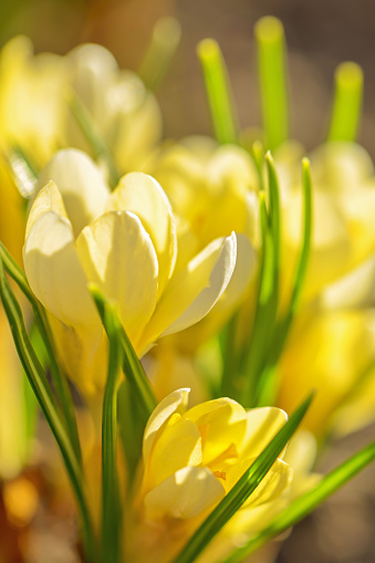 A DSLR photo of beautiful yellow crocus flowers in spring. Shallow depth of field.