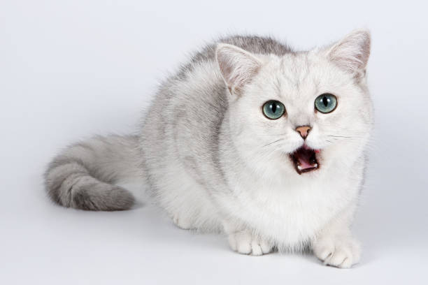 istock Gray british cat meows and looks at the camera 1212774990