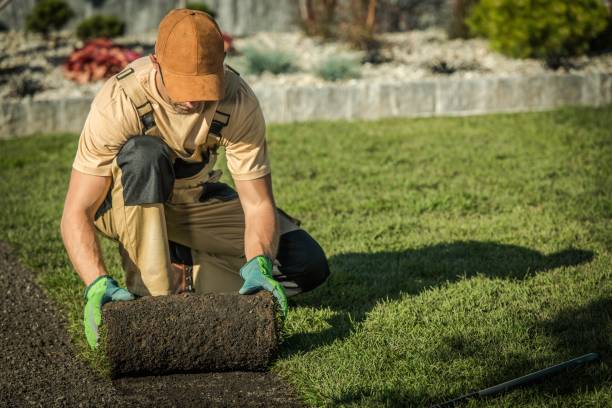 gramado natural novo - paving stone hardscape front or back yard formal garden - fotografias e filmes do acervo