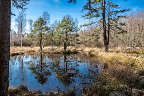 Reflection in the Birkensee in the Schoenbuch Nature Park
