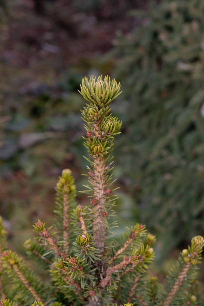 istock bright green sprout of a pine wood tree 1212777893