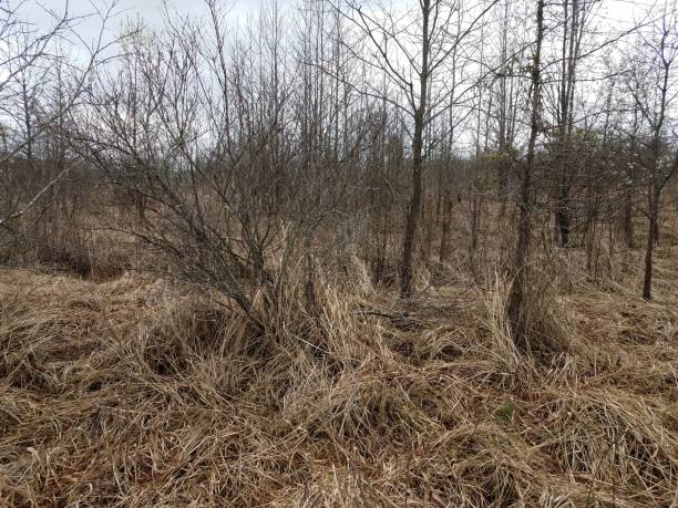 istock brown grasses and plants and trees outdoor 1212778148