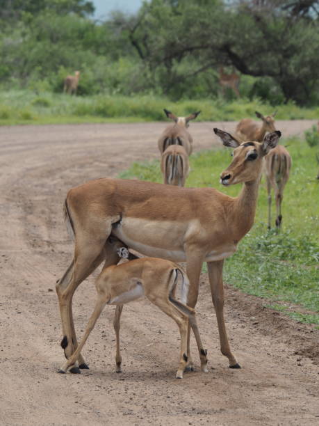 istock Impala mother feeding fawn 1212779616