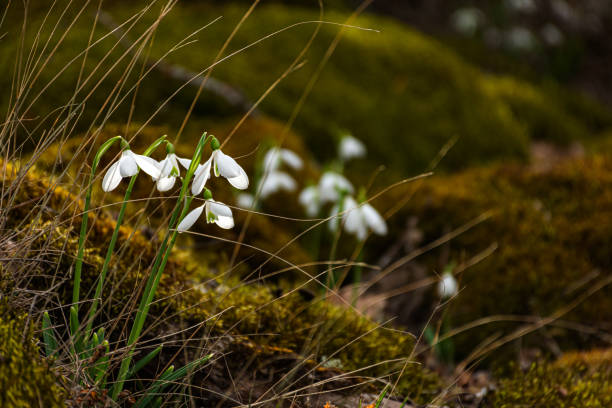 White snowdrops in the forest. A woodland covered with flowering snowdrops.