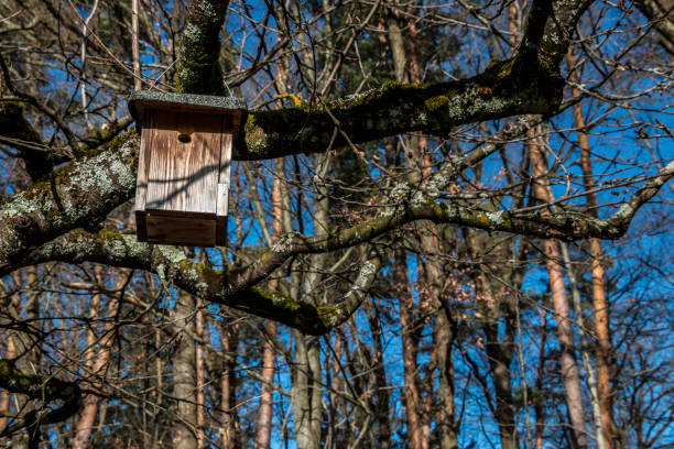 istock Little bird table on a big and old tree 1212780070