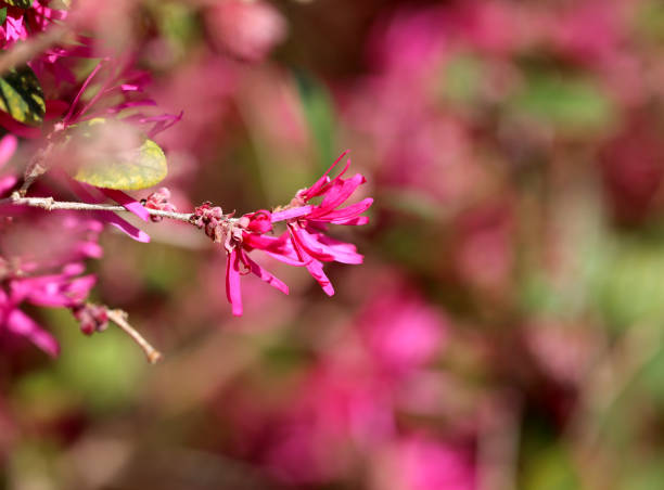 istock Photo beautiful spring flowers on a sunny day 1212780096