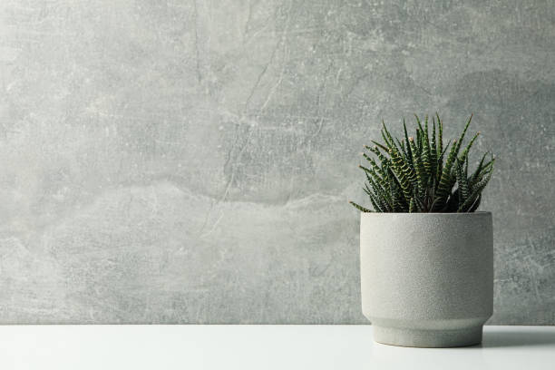 istock Succulent plant in pot on grey background, space for text 1212780168