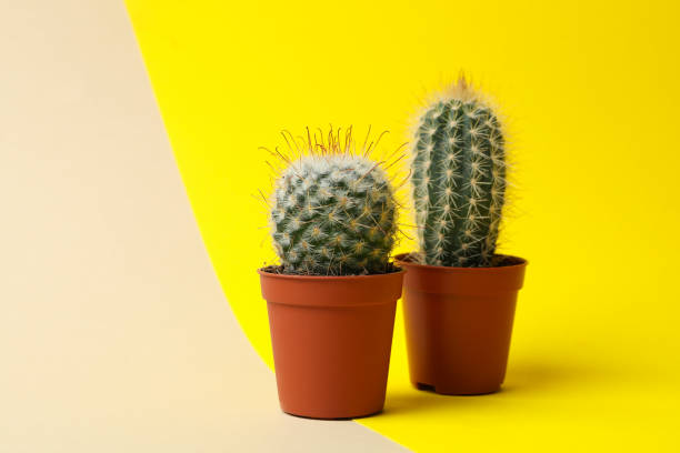 istock Cacti in pots on two tone background, space for text 1212780266
