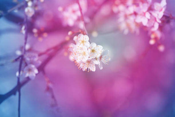 istock Photo beautiful spring flowers on a sunny day 1212780831