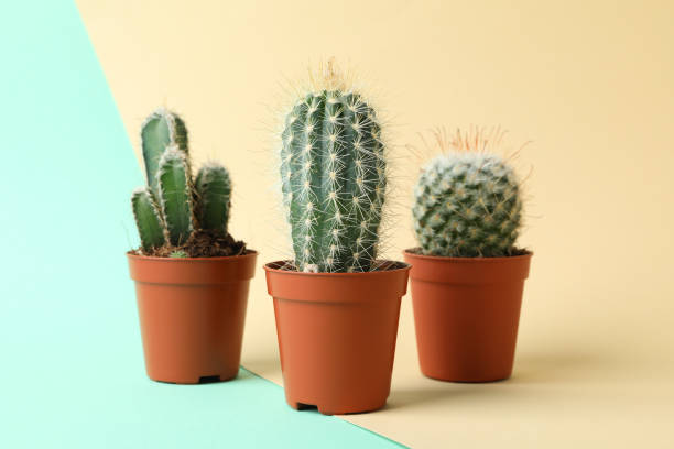 istock Cacti in pots on two tone background. House plants 1212781113
