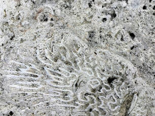 istock Rough stone textured background in earth tones 1212781134