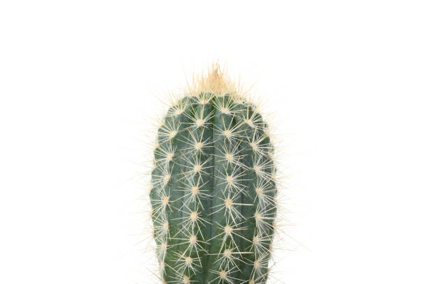 istock Cactus isolated on white background, close up 1212781408