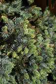 picea-pungens.jpg?b=1&s=170x170&k=20&c=Z