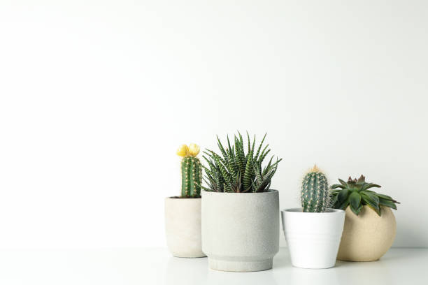 istock Succulent plants in pots on white background, space for text 1212782071