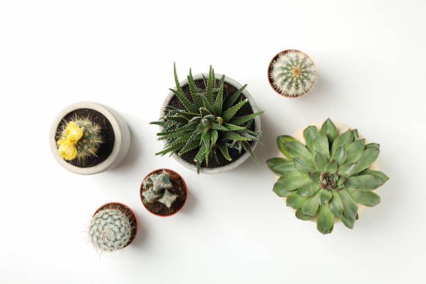 istock Succulent plants on white background, top view. Houseplant 1212782185