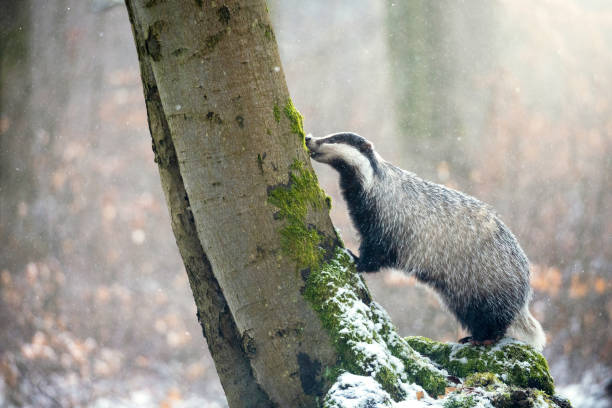 istock European Badger is climbing a tree trunk in a snowy forest. 1212782292